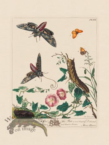 Moses Harris Insects 21